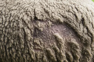 Illustration flystrike - Image 1