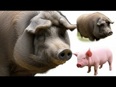 Illustration hog - Image 1