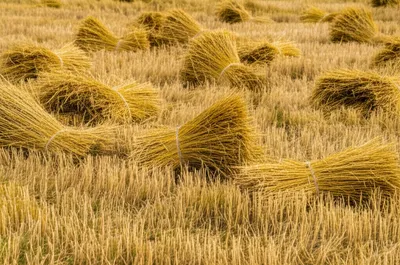 Illustration straws - Image 1