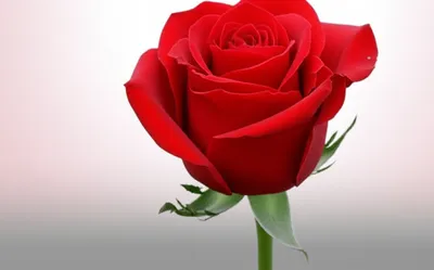 Illustration saturation - Image 1