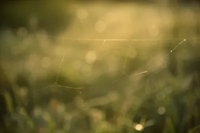 Illustration finest - Image 1