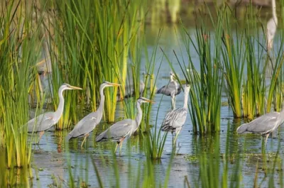 Illustration sedges - Image 1