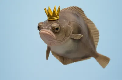 Illustration brat - Image 1