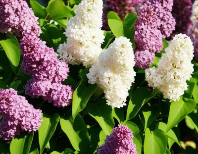 Illustration lilac - Image 1