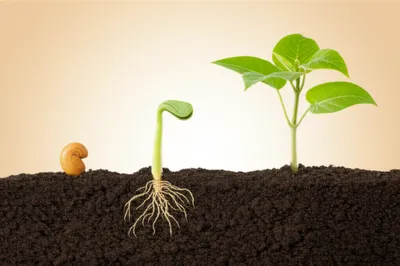 Illustration rise - Image 1