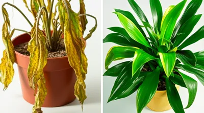 Illustration lax - Image 1