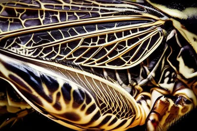 Illustration cricket