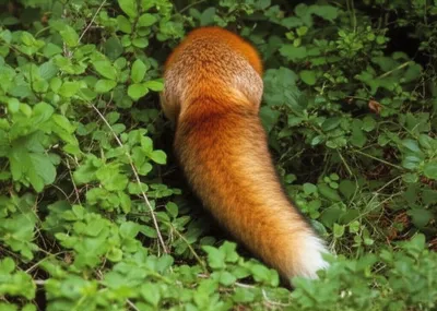 Illustration bush - Image 1