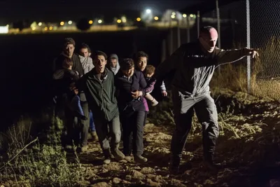 Illustration coyotes - Image 1