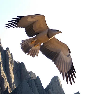 Illustration midair - Image 1