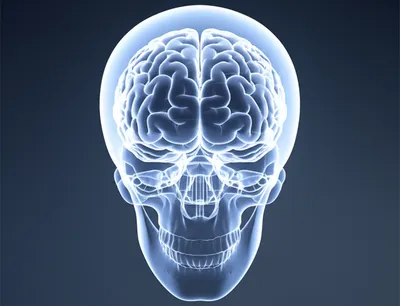 Illustration braincase