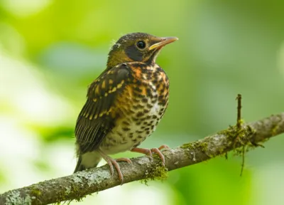 Illustration chick - Image 1