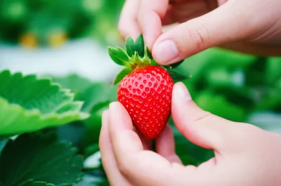 Illustration hulling