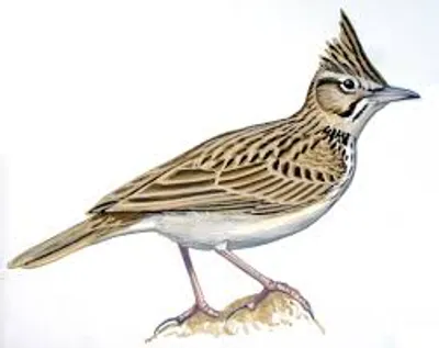 Illustration lark - Image 2