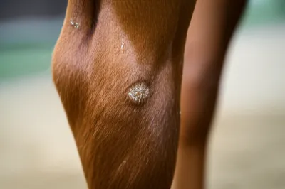 Illustration chestnut - Image 1