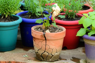 Illustration inadequate - Image 1