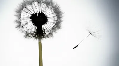 Illustration vanishes