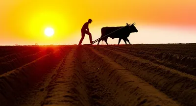 Illustration plowman