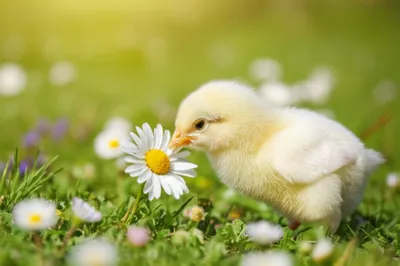 Illustration harmlessly - Image 1