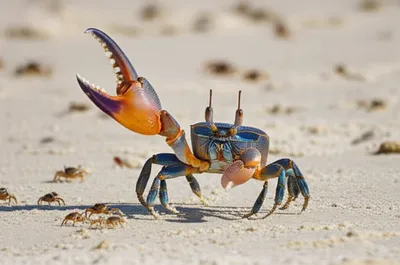 Illustration fiddler - Image 1