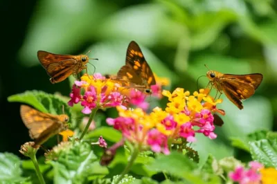 Illustration anhinga - Image 1