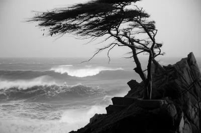 Illustration wild - Image 1