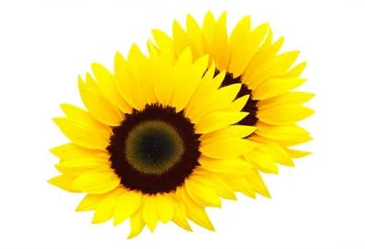 Illustration double - Image 1