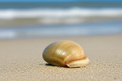 Illustration olives - Image 1