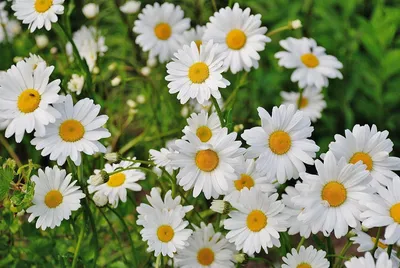 Illustration daisies - Image 2
