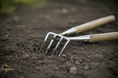 Illustration fork - Image 1