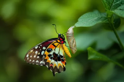 Illustration mutating - Image 1