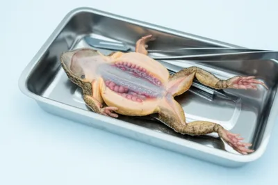 Illustration dissection