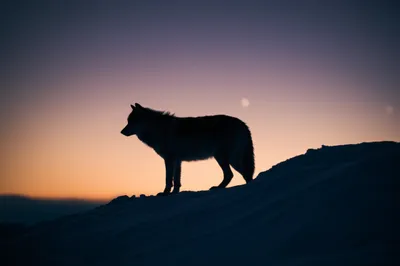 Illustration independently