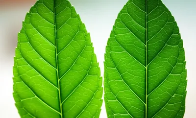 Illustration twin - Image 1