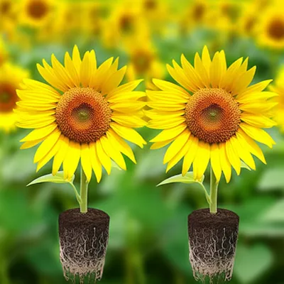 Illustration ance - Image 1