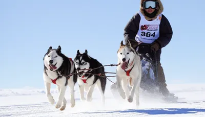 Illustration mushed - Image 1