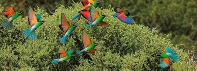 Illustration flushes - Image 1