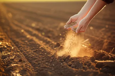 Illustration sows - Image 1