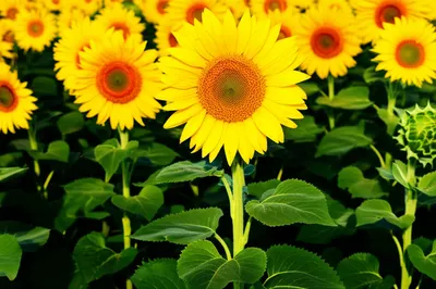 Illustration eclipses - Image 1