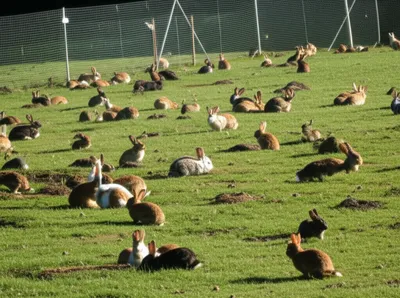 Illustration warren - Image 1