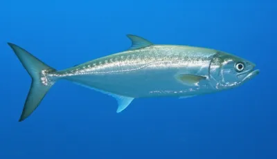 Illustration maigre - Image 1