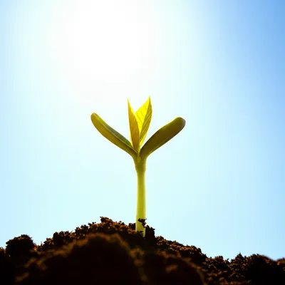 Illustration hopefully