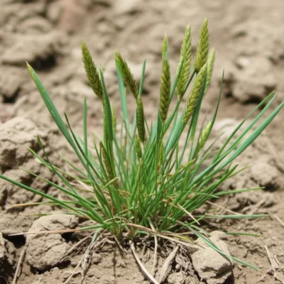 Illustration poa - Image 1