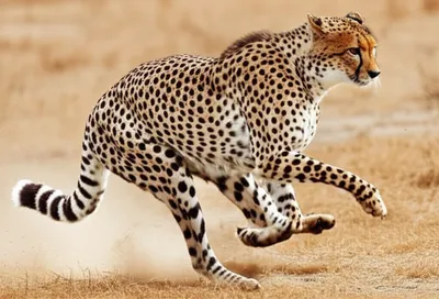 Illustration spanked - Image 1