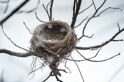 Illustration orphans - Image 1