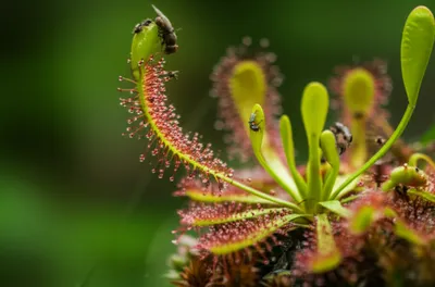 Illustration carnivorous - Image 1