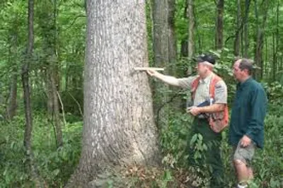 Illustration forestry - Image 2