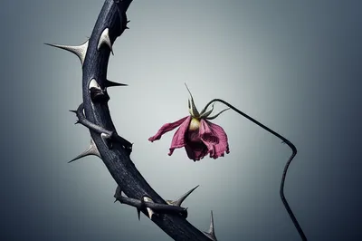 Illustration ill - Image 1