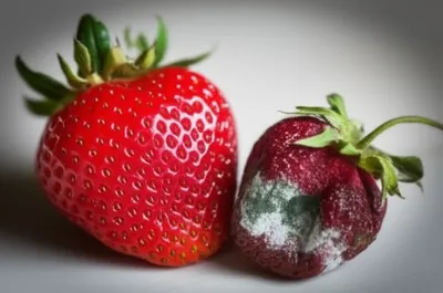 Illustration spoilage - Image 1