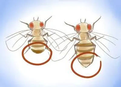 Illustration distinguishable - Image 2